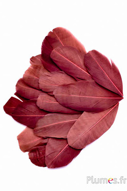 Pétales en plumes - 6-8 x 3-4 cm - chocolat